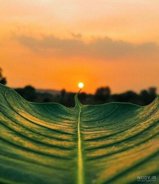  عکس طبیعت با نور طلایی