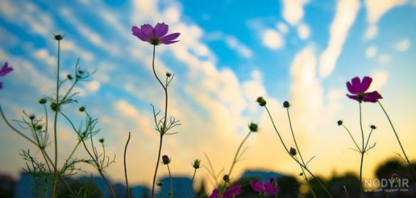  عکس طبیعت با نور طلایی