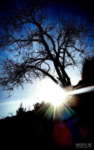  عکس طبیعت با نور طلایی