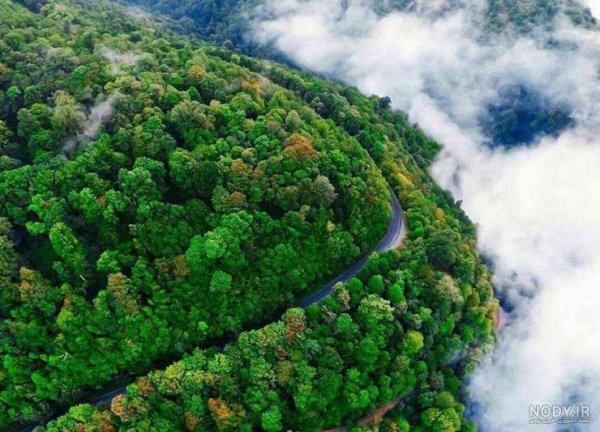  عکس طبیعت جنگلی مه