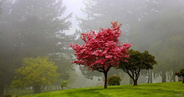  عکس طبیعت جنگلی مه
