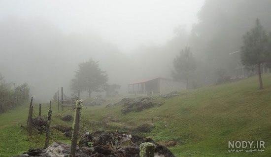  عکس طبیعت جنگلی مه