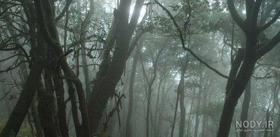  عکس طبیعت جنگلی مه