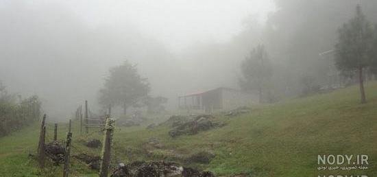  عکس طبیعت جنگلی مه