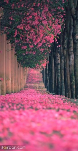  عکس طبیعت خاص HD