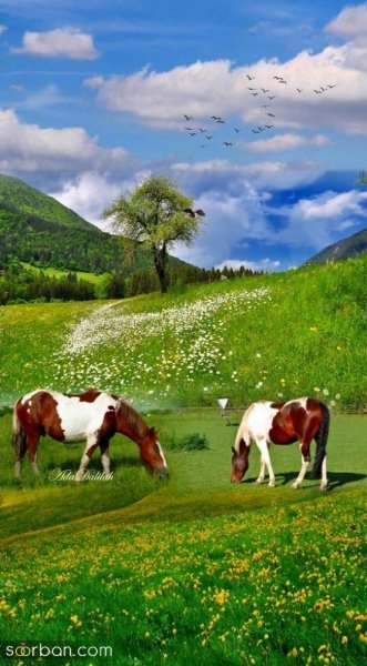  عکس طبیعت خاص HD