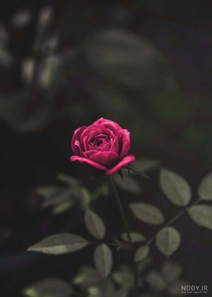 عکس برای پست روبیکا