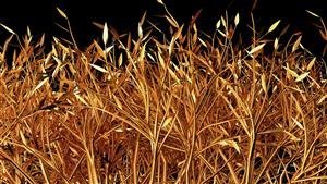  بک گراند طلایی با کیفیت
