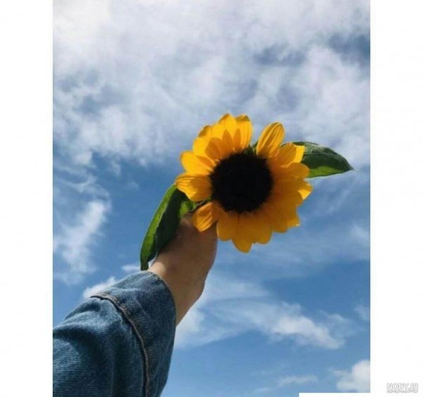  عکس دختر زرد کیوت