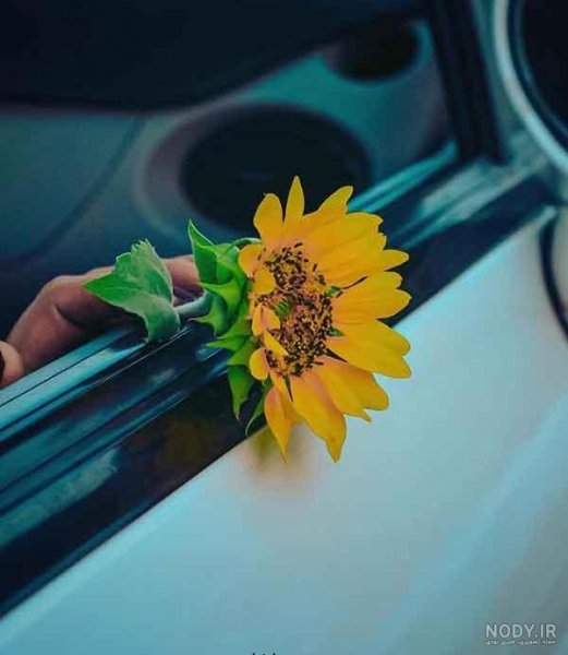  عکس دختر زرد کیوت