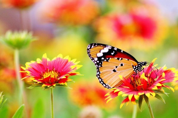  والپیپر طبیعت آرامش بخش HD
