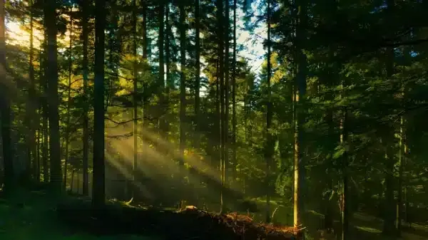  عکس طبیعت جنگل مه‌آلود HD