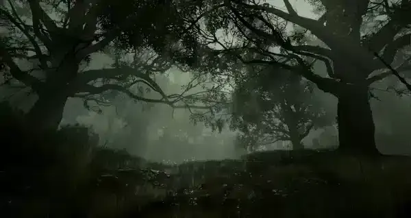  عکس طبیعت جنگل مه‌آلود HD