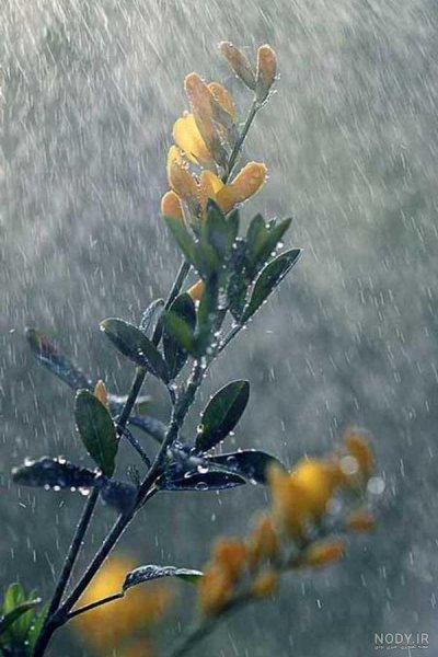  عکس غمگین بارانی مفهومی