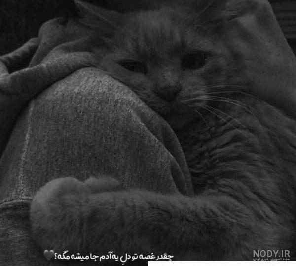  عکس سیاه و سفید گنک برای پروفایل