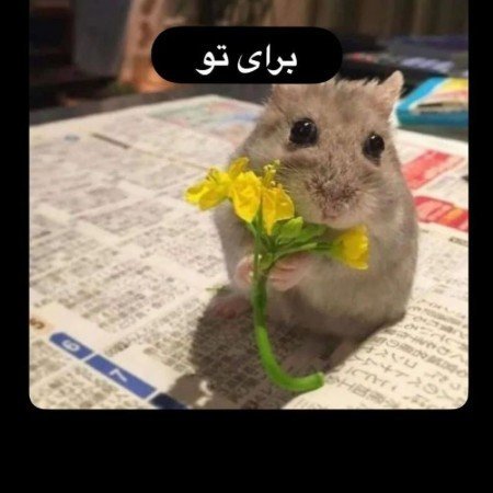  عکس اردک کیوت فانتزی