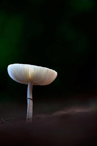  عکس مینیمال برای بک گراند موبایل