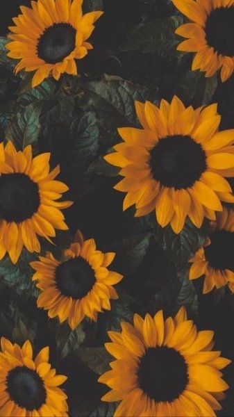  عکس پینترستی برای بک گراند