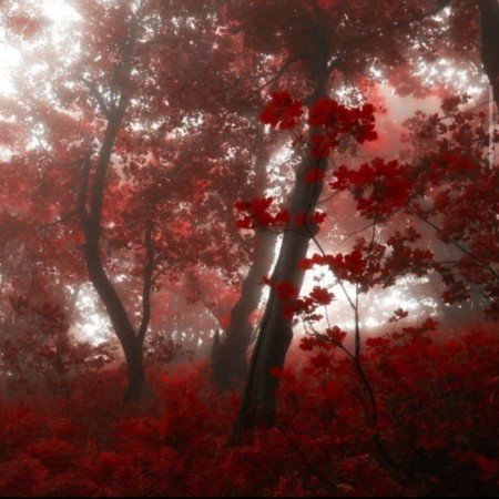  بک گراند زرشکی ساده