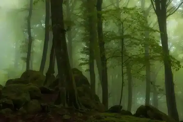 عکس جنگل با کیفیت 4k