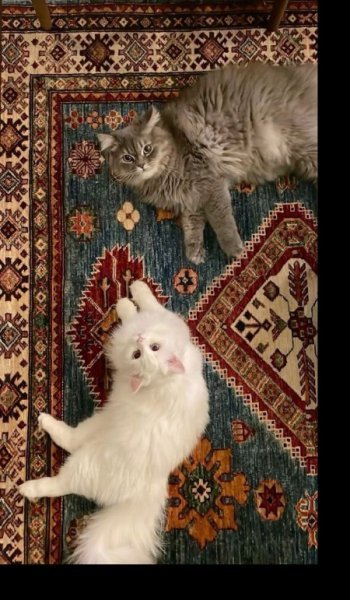  عکس لحظه آرامش