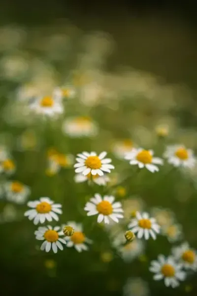  عکس زیبا