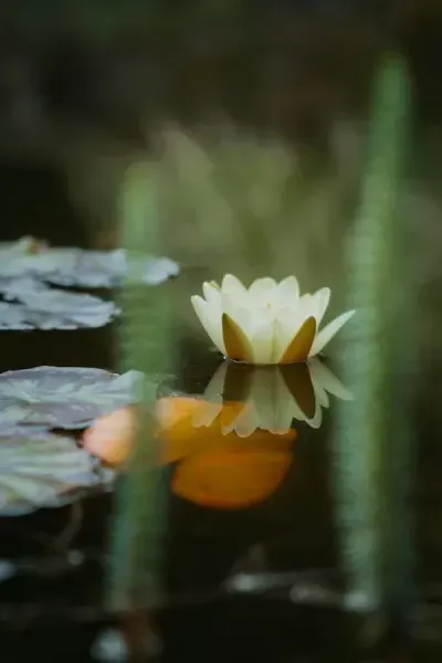  عکس زیبا