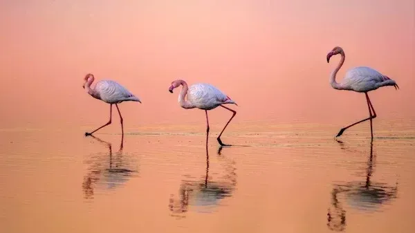  عکس زیبا
