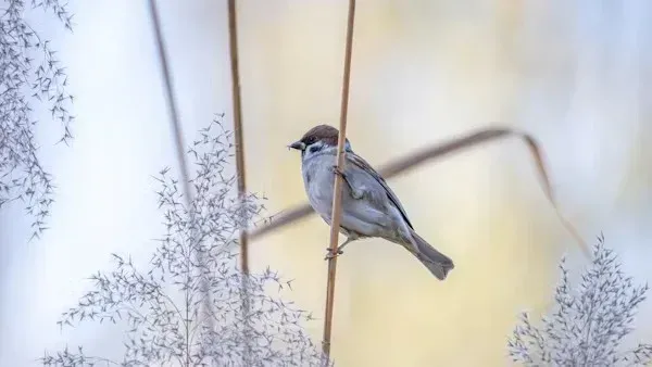  عکس زیبا