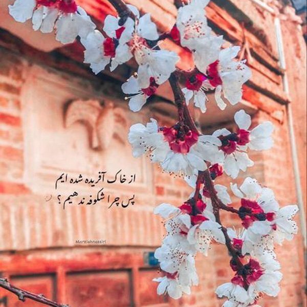 عکس خاص و زیبا برای پروفایل