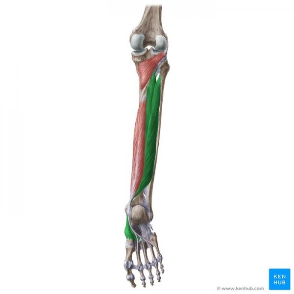  عکس عضلات بدن انسان