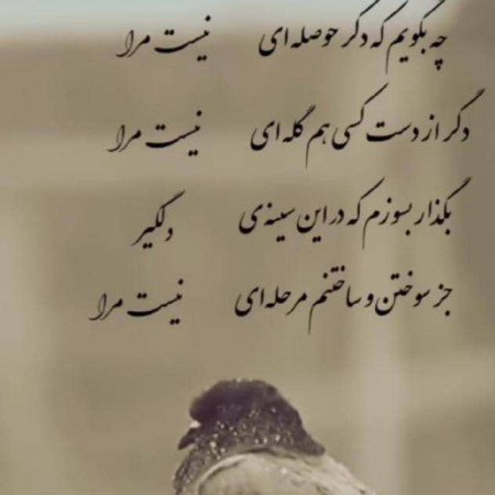 عکس اسنوبورد