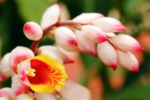 عکس قطره باران روی گل