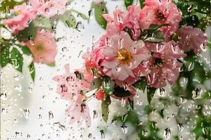 عکس قطره باران روی گل