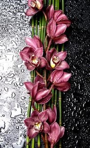 عکس قطره باران روی گل