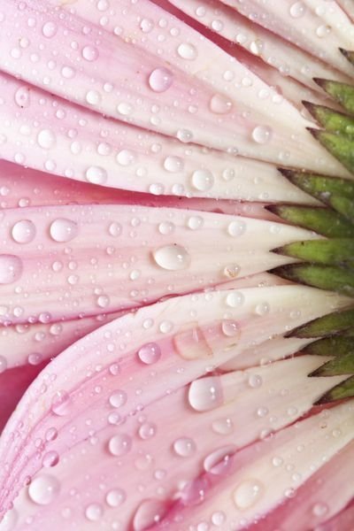 عکس قطره باران روی گل