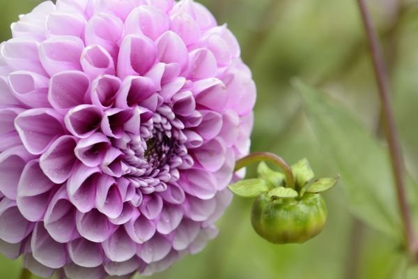 عکس قطره باران روی گل