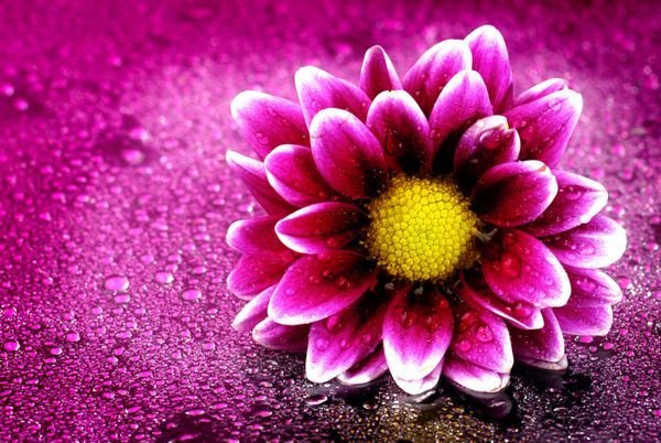 عکس قطره باران روی گل