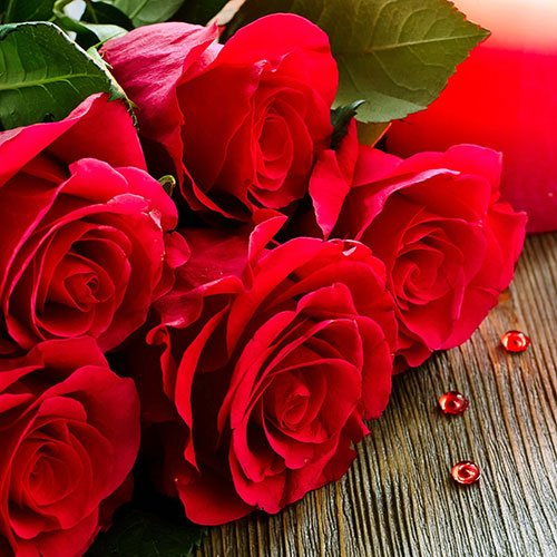 عکس گل رز قرمز مخملی برای پروفایل