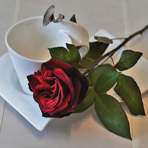عکس گل رز قرمز مخملی برای پروفایل