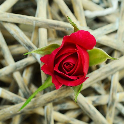 عکس گل رز قرمز مخملی برای پروفایل