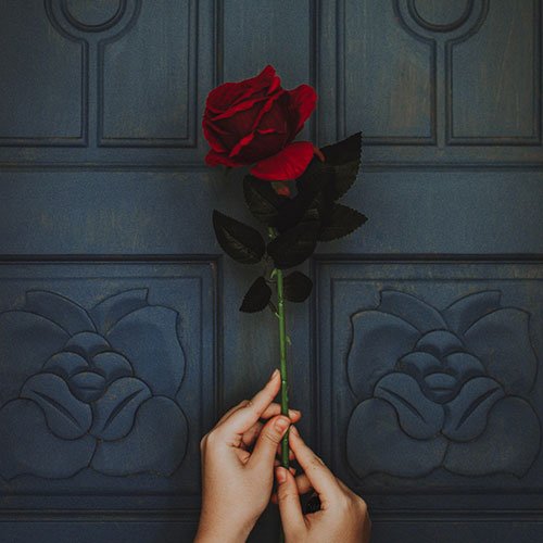 عکس گل رز قرمز مخملی برای پروفایل