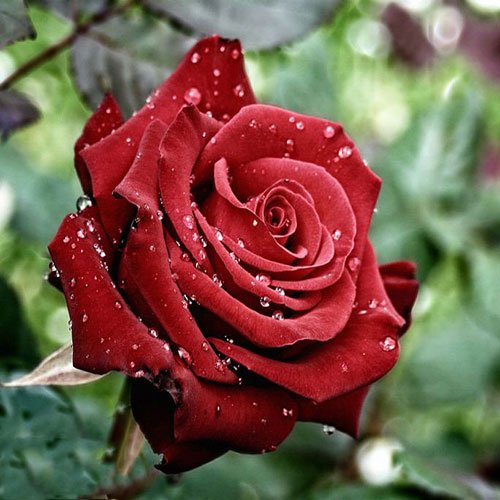 عکس گل رز قرمز مخملی برای پروفایل