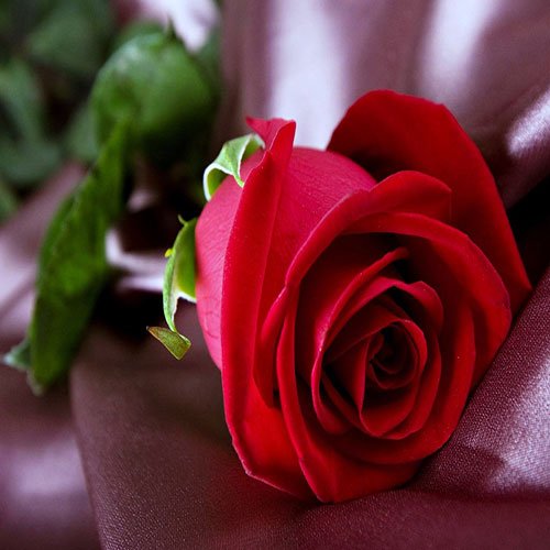 عکس گل رز قرمز مخملی برای پروفایل