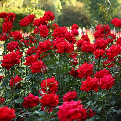 عکس گل رز قرمز مخملی برای پروفایل