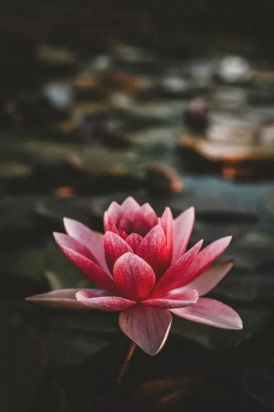 عکس گل صورتی طبیعی