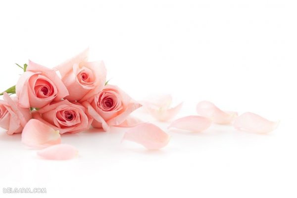 عکس گل رز واقعی برای پروفایل