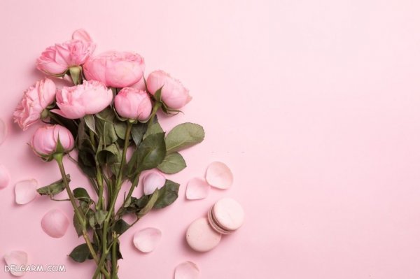 عکس گل رز واقعی برای پروفایل