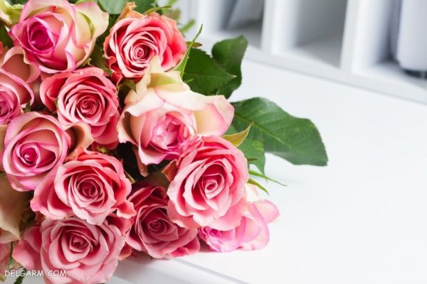 عکس گل رز واقعی برای پروفایل