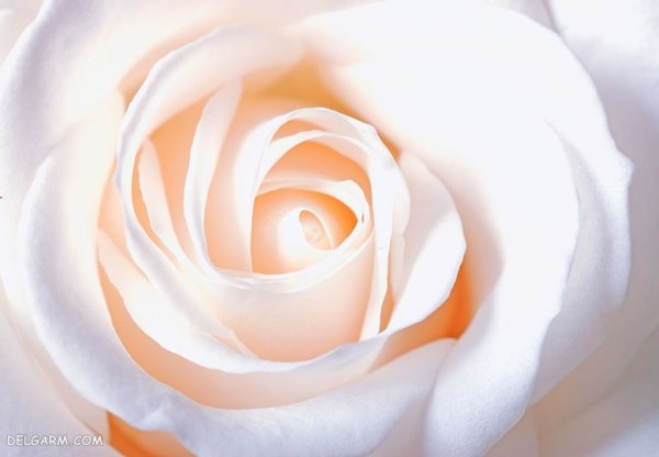 عکس گل رز واقعی برای پروفایل